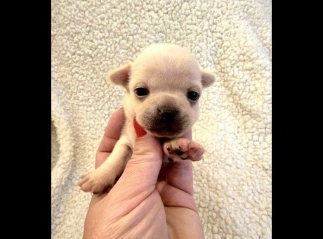 1 mini civava b0226.jpg